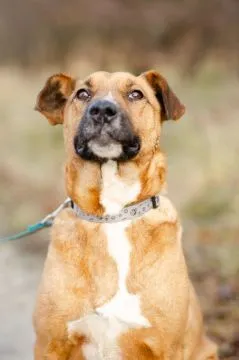 Wesoły Doniu, pogodny psiak szuka domu!  Jego oczy pełne nadziei i miłości rozświetlą każdy Twój poc