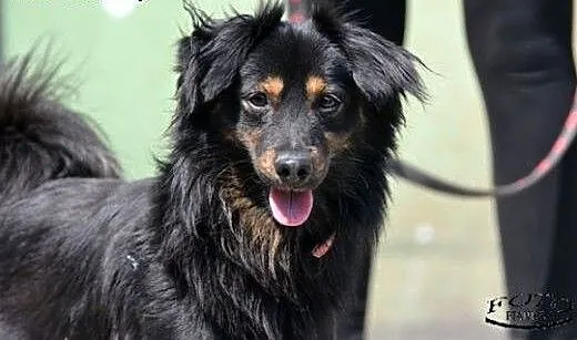 Fido - młody i energiczny psiak, czeka na adopcję,