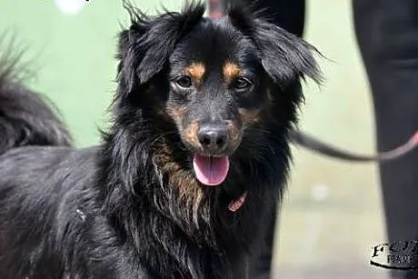Fido - młody i energiczny psiak, czeka na adopcję,