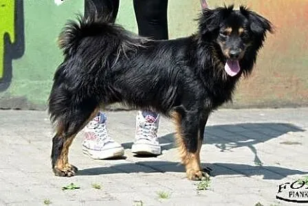 Fido - młody i energiczny psiak, czeka na adopcję,