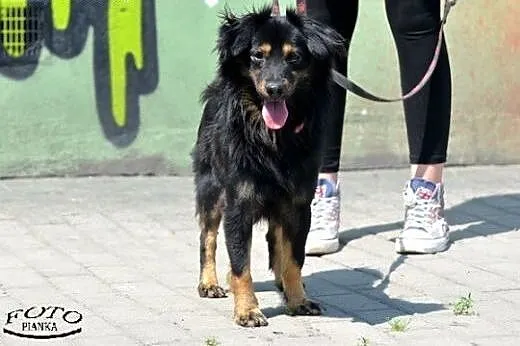 Fido - młody i energiczny psiak, czeka na adopcję,