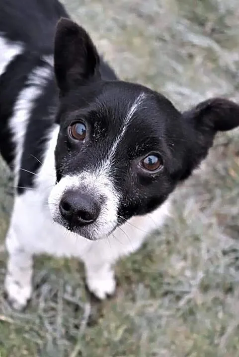 Młody piękny psiak spragniony miłości i domu poleca się do adopcji, , Wrocław