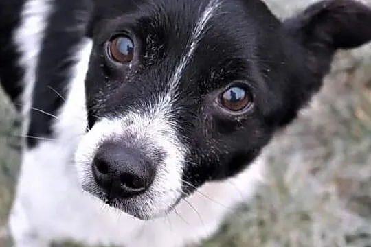 Młody piękny psiak spragniony miłości i domu poleca się do adopcji, , Wrocław