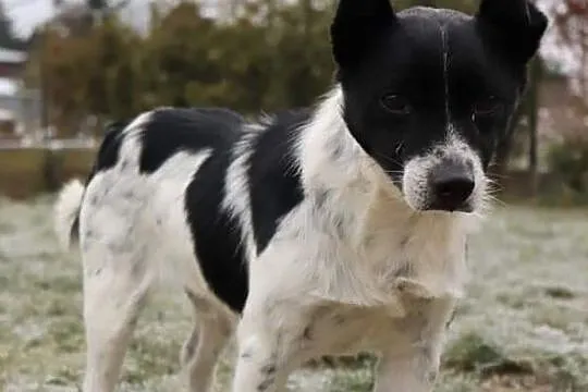 Młody piękny psiak spragniony miłości i domu poleca się do adopcji, , Wrocław