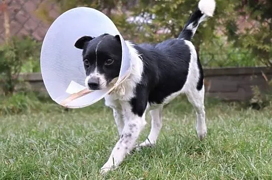 Młody piękny psiak spragniony miłości i domu poleca się do adopcji, , Wrocław
