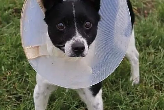 Młody piękny psiak spragniony miłości i domu poleca się do adopcji, , Wrocław