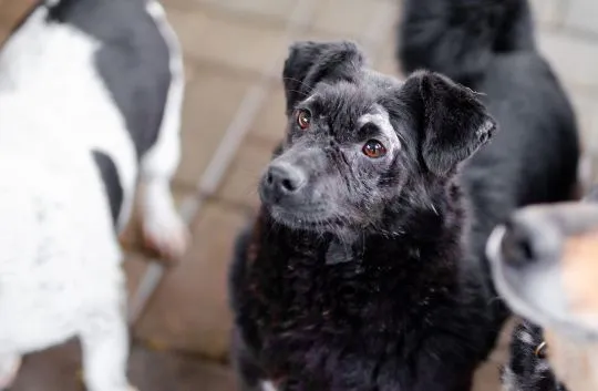 Teoś - jego życie było piekłem, teraz czeka na dom!  Teoś, urodzony po to by spędzić resztę życia w, , Warszawa