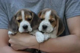 Beagle szczeniaczki ZKwP FCI po Championach Polski zapraszamy
