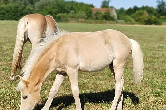 Piękna klacz do ambitnej rekreacji, , 