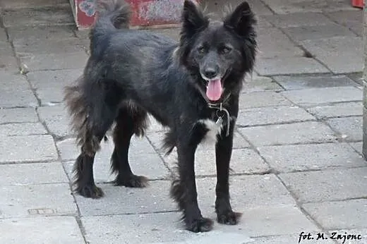 Całe życie w schronisku...za co? Sunia prosi o dom
