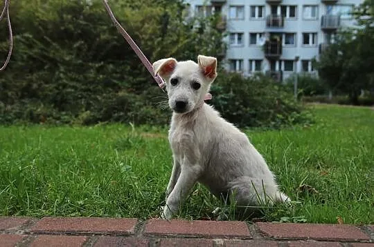Misia piękna 8-tygodniowa sunia szuka domu
