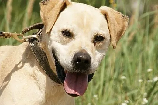 Gibon :) pies, adopcja,  lubuskie Gorzów Wielkopolski