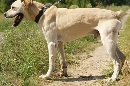 Gibon :) pies, adopcja,  lubuskie Gorzów Wielkopol
