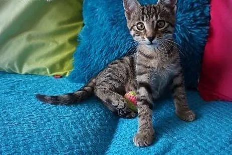 TOFU 3 mczny kociak IDEALNY największy pieszczoch 