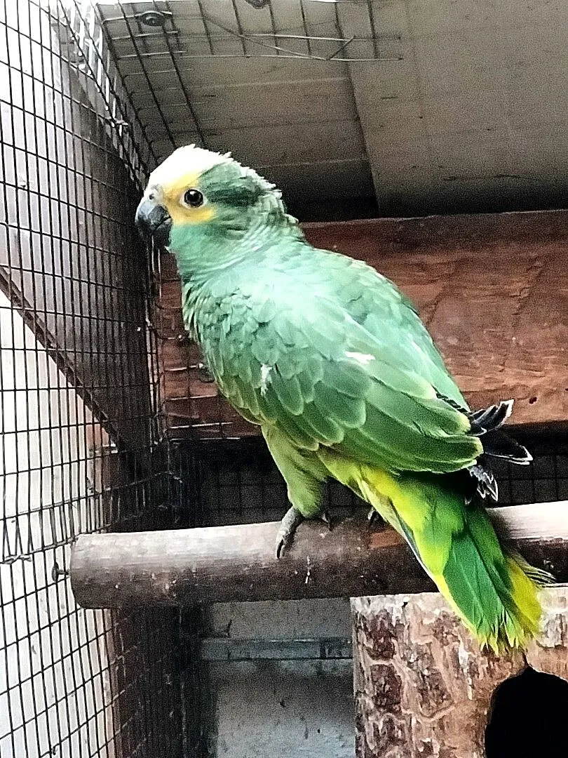 Amazonka Niebieskoczelna /Barwinki czarnogłowe, Małopolskie, Wieliczka