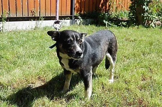 Nieduża, młoda, łagodna Aza poleca się do adopcji