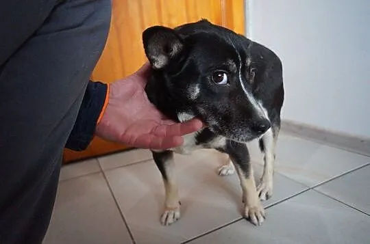 Nieduża, młoda, łagodna Aza poleca się do adopcji