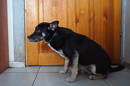 Nieduża, młoda, łagodna Aza poleca się do adopcji