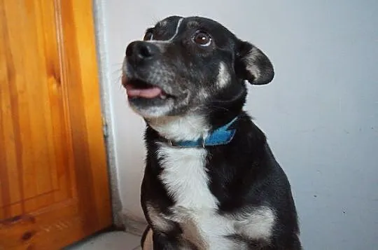Nieduża, młoda, łagodna Aza poleca się do adopcji