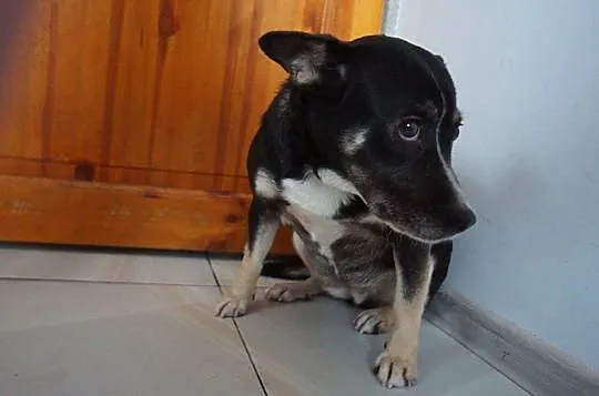 Nieduża, młoda, łagodna Aza poleca się do adopcji