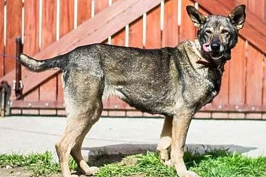 LUSIA - wilczasta świetna sunia szuka kochającego 