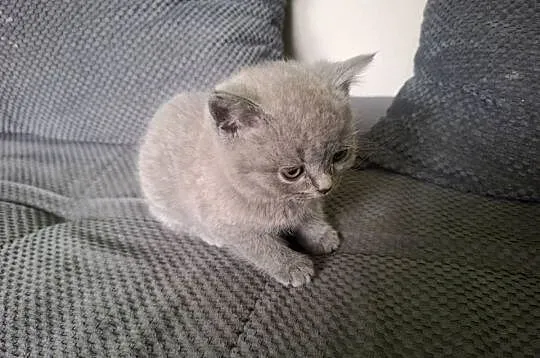 Kotki kocurki brytyjskie gotowe do odbioru, Opolskie, Nysa