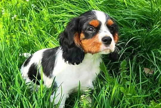 szczenięta cavalier k. ch. spaniel SUCZKA mała, Podkarpackie, Rzeszów