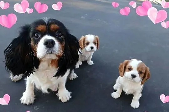 szczenięta cavalier k. ch. spaniel SUCZKA mała, Podkarpackie, Rzeszów