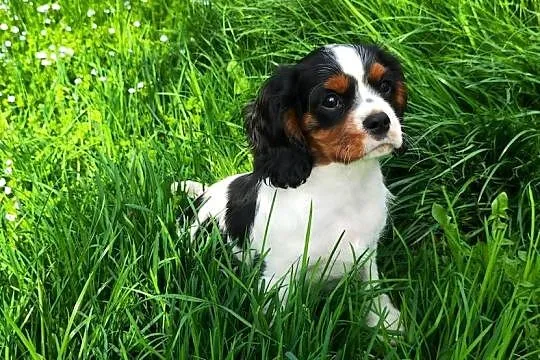 szczenięta cavalier k. ch. spaniel SUCZKA mała, Podkarpackie, Rzeszów