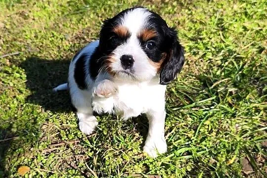 szczenięta cavalier k. ch. spaniel SUCZKA mała, Podkarpackie, Rzeszów