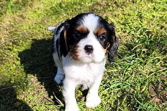 szczenięta cavalier k. ch. spaniel SUCZKA mała, Podkarpackie, Rzeszów