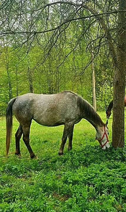 klacz wielkopolska 4lata, , Purda