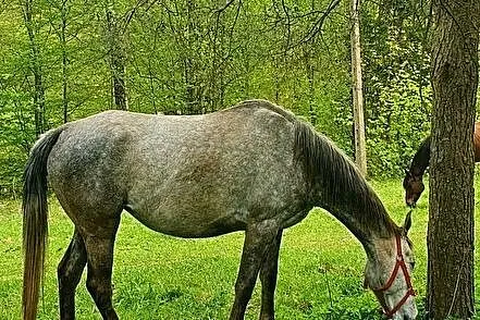klacz wielkopolska 4lata, , Purda
