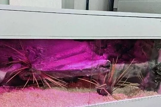 Terrarium specjalistyczne dla żółwia greckiego gekona lamparciego