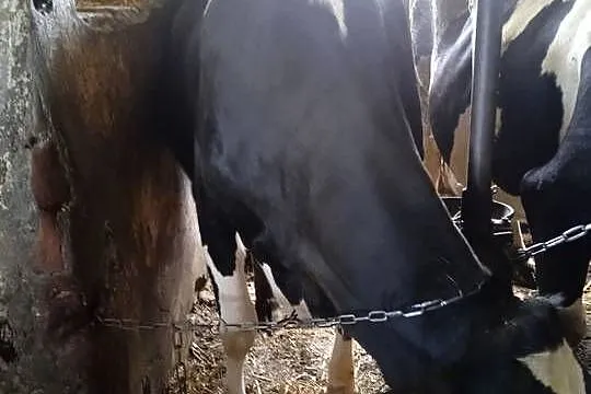 Jałówka Jalowki hodowlane wysokocielne, Kujawsko-pomorskie, Niewierz