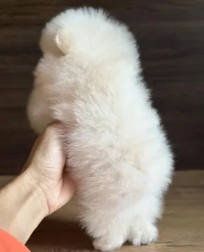 Piękne szczenięta rasy szpic miniaturowy (Pomeranian) gotowe do zamieszkania w nowym domu : {{bianca, ,  Rzeszów