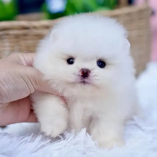 Piękne szczenięta rasy szpic miniaturowy (Pomeranian) gotowe do zamieszkania w nowym domu : {{bianca, ,  Rzeszów