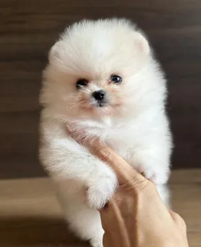 Piękne szczenięta rasy szpic miniaturowy (Pomeranian) gotowe do zamieszkania w nowym domu : {{bianca, ,  Rzeszów