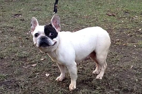 Buldog Francuski - suczka