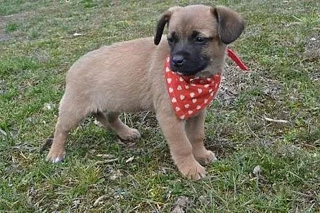 Maleńkie szczeniaki potrzebują pilnie POMOCY!,  ma