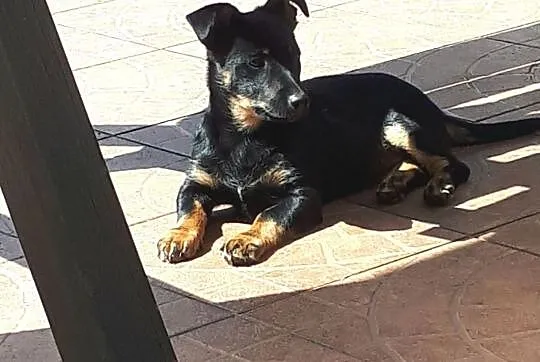 poszukiwany dom dla przygarniętej suczki