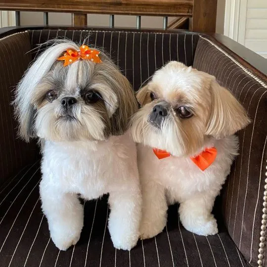 Dwa przyjaz ne szczeniaki Shih Tzu (burdentom022@gmail.com)