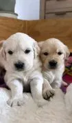 Most beautiful and outstanding Golden Retriever puppies ready to make a new family awe