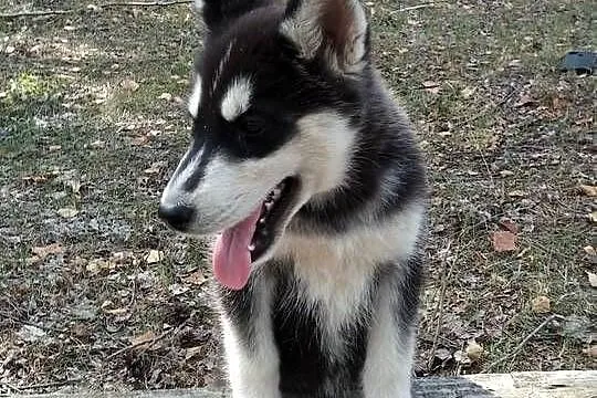 siberian husky suczka, Łódzkie, Bełchatów