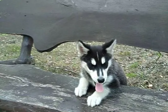 siberian husky suczka, Łódzkie, Bełchatów