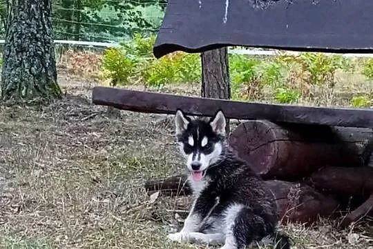 siberian husky suczka, Łódzkie, Bełchatów