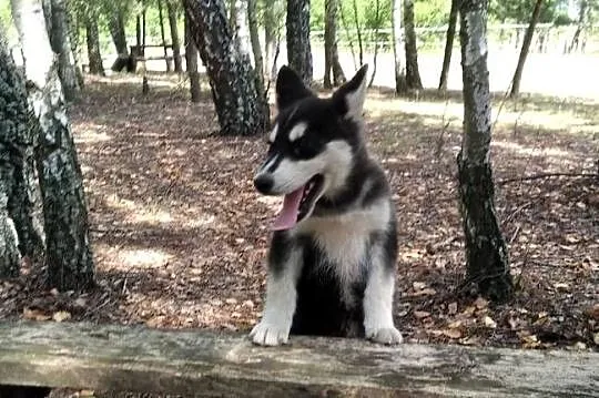 siberian husky suczka, Łódzkie, Bełchatów