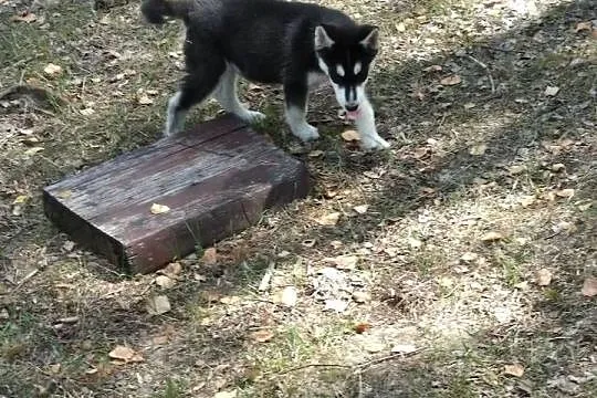 siberian husky suczka, Łódzkie, Bełchatów