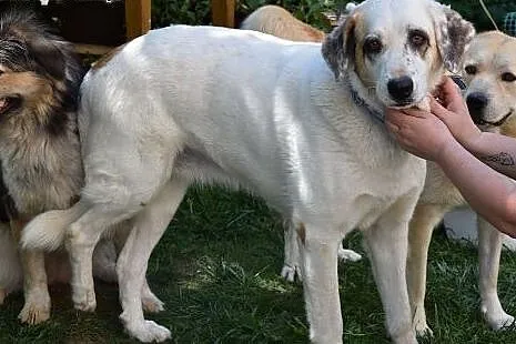 Gaja, poza urodą, ogromne serduszko, które chce po