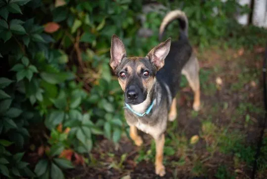 Dingo - zwykły niezwykły psiak szuka domu  Dingo to psiak w wieku około 3/4 lata. Sredniaczek o wadze około 15 kg, , Warszawa